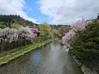 櫻花紛飛的高山飛驒〔中橋〕的春日奇蹟