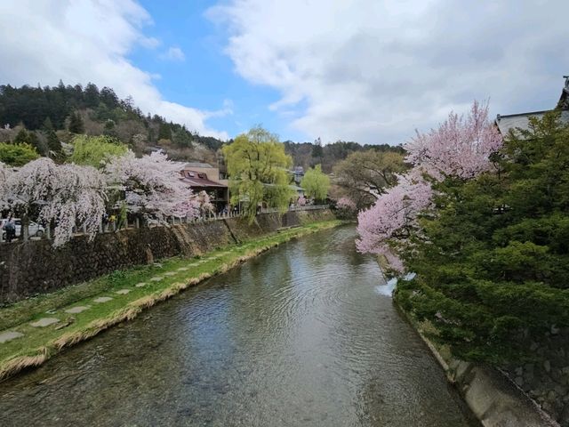 櫻花紛飛的高山飛驒〔中橋〕的春日奇蹟
