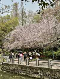 The Art of Hanfu and Cherry Blossoms: A Photographer’s Dream in Zhengzhou People’s Park