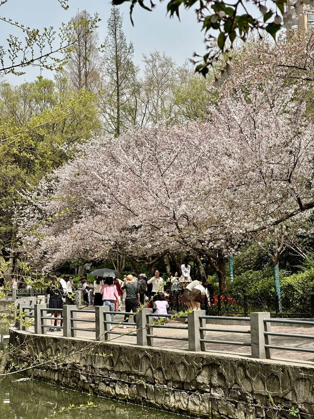 The Art of Hanfu and Cherry Blossoms: A Photographer’s Dream in Zhengzhou People’s Park
