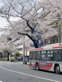 東京小眾賞櫻🌸中野
