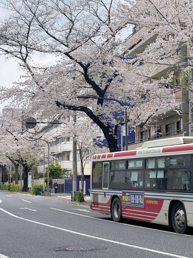 東京小眾賞櫻🌸中野