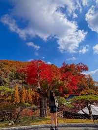 🍁 단풍이 내려앉은 숲, 가을의 화담숲 🌳✨ 