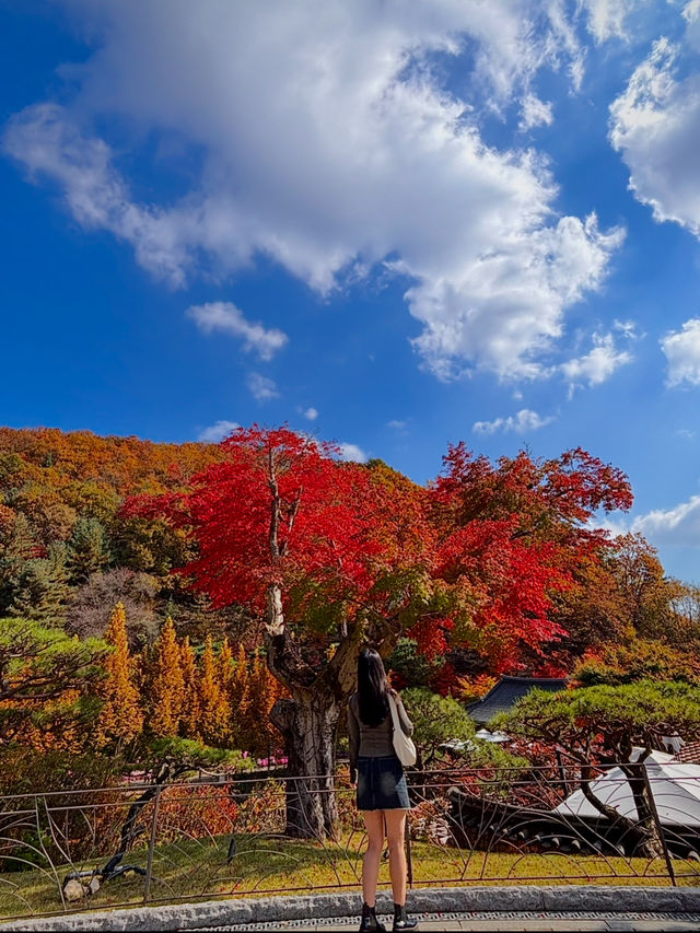 🍁 단풍이 내려앉은 숲, 가을의 화담숲 🌳✨ 