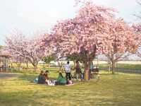 Hidden Cherry Blossom Gem – Kanazuka Sakura Playground