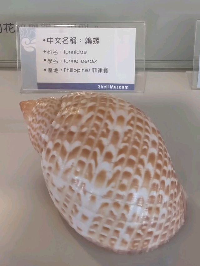 #旗津貝殼館-高雄市旗津區