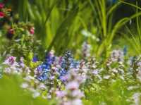 Furano in Full Bloom: Discover the Magic of Kaze no Garden