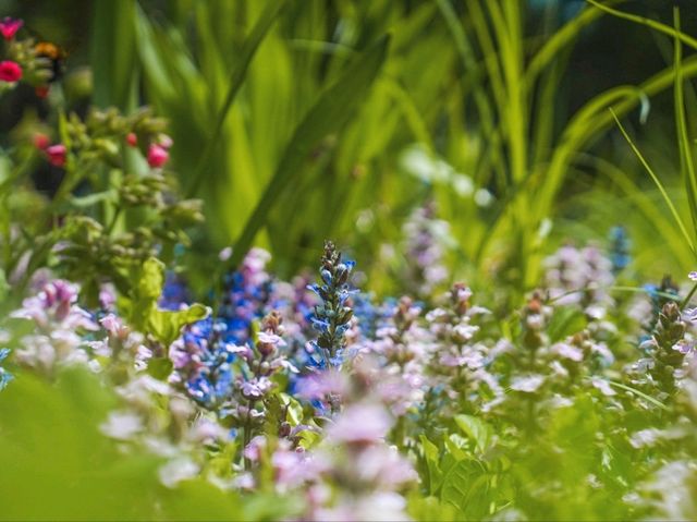 Furano in Full Bloom: Discover the Magic of Kaze no Garden