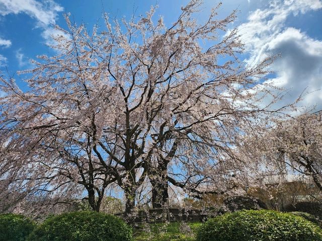 🌸【京都・八坂神社｜櫻下的野餐盛宴】⛩️  