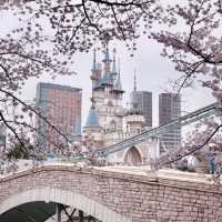 Lotte World Tower / Seokchon Lake Cherry Blossom