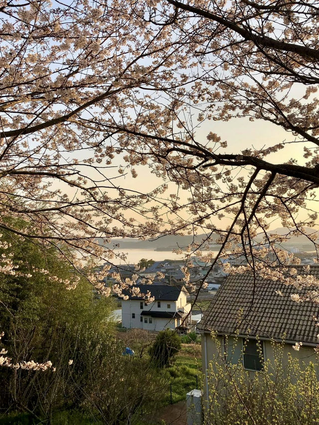 Spring Bliss at Sanukikunisannomiya Tawa Shrine