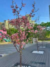 Cherry Blossoms Guide at Tung Chung Hongkong