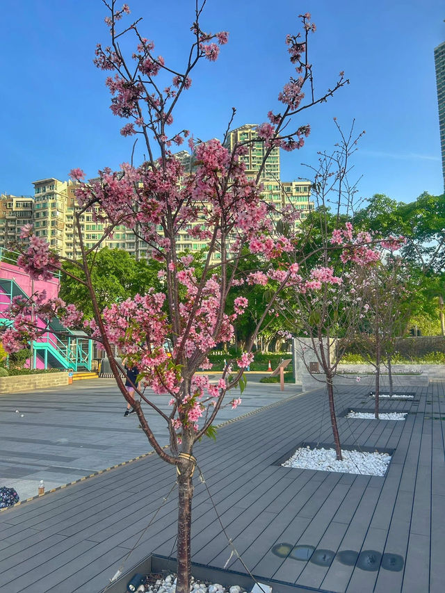Cherry Blossoms Guide at Tung Chung Hongkong