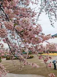 หนึ่งในจุดชมซากุระสุดสวยในยามากาตะ 