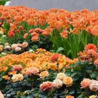 🌺🌸 #แลนด์มาร์คใหม่ระยอง  WondrousBloom 🌷