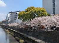 北九洲賞花🌸 熊本城櫻花盛開🌸