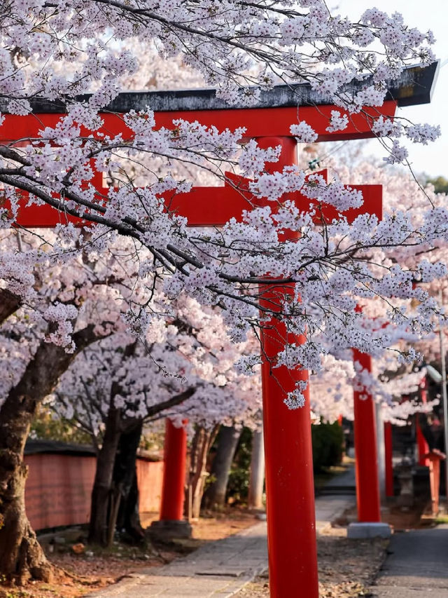 A Hidden Tunnel of Blossoms: Kyoto’s Secret Sakura Shrine