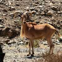 Mountain Goats of Hatta Dubai