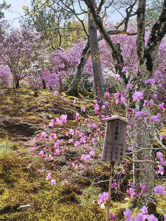 Pink & super pretty 
