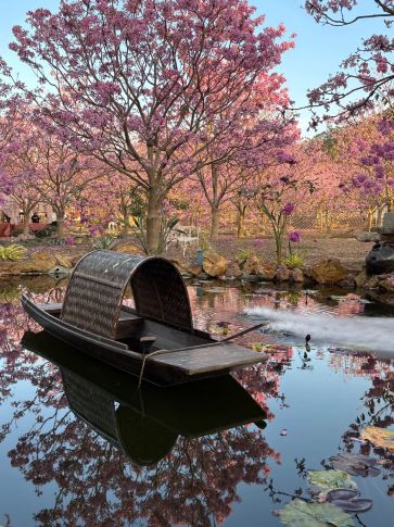 Guangdong Pink Flower Sea 🌸: Stepping into a Springtime Dream