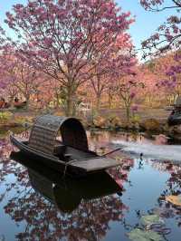 Guangdong Pink Flower Sea 🌸: Stepping into a Springtime Dream