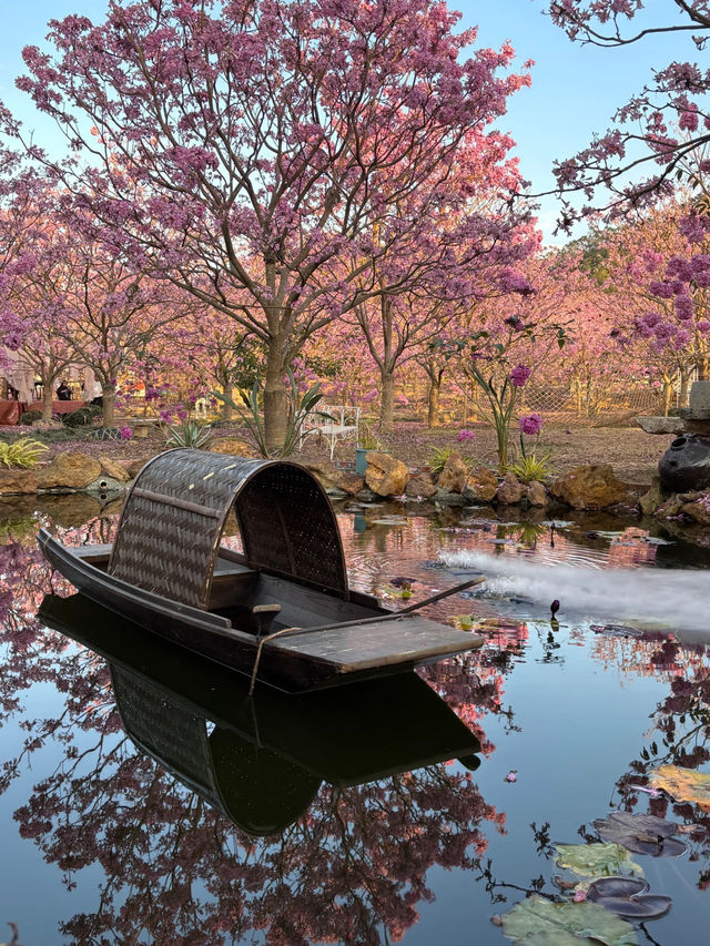 Guangdong Pink Flower Sea 🌸: Stepping into a Springtime Dream