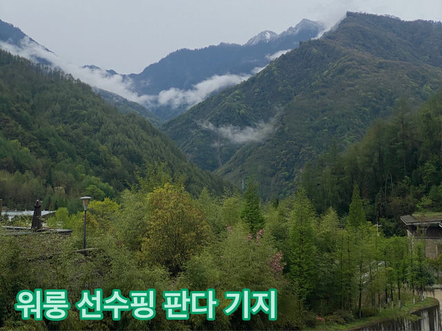 귀여운 판다들을 볼수 있는 곳!