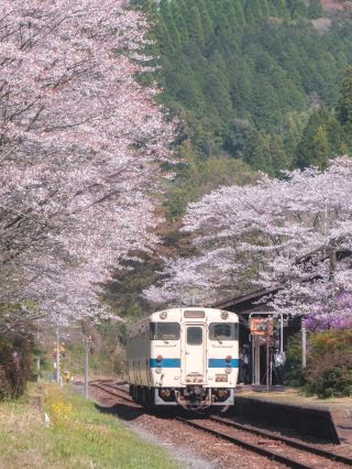 A Hidden Gem: Cherry Blossoms at Kareigawa Station