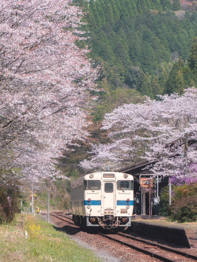 A Hidden Gem: Cherry Blossoms at Kareigawa Station