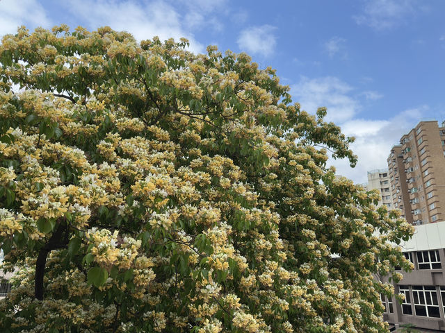 香港好去處 | 復活節賞花(上) | 魚木 | 藍花楹