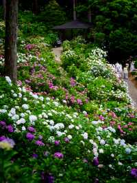 【千葉】1万株以上の紫陽花 メディアにもとりあげられる大人気紫陽花スポット！