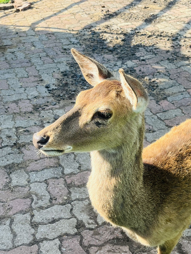 제주도 가볼만한 곳 추천 <제주레일바이크> 💛