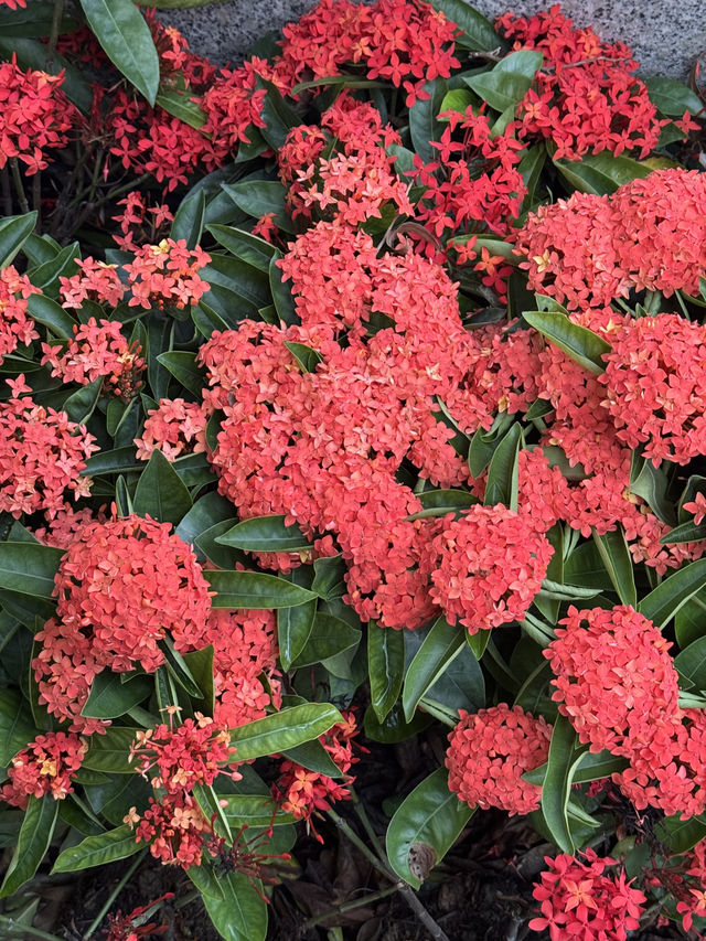 長江公園｜香港偽櫻花