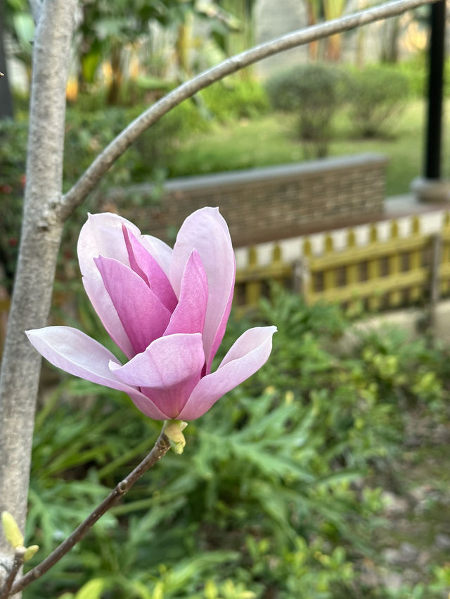 順德順峰山公園