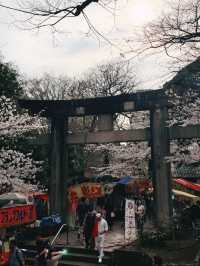 Ueno Park during sakura season