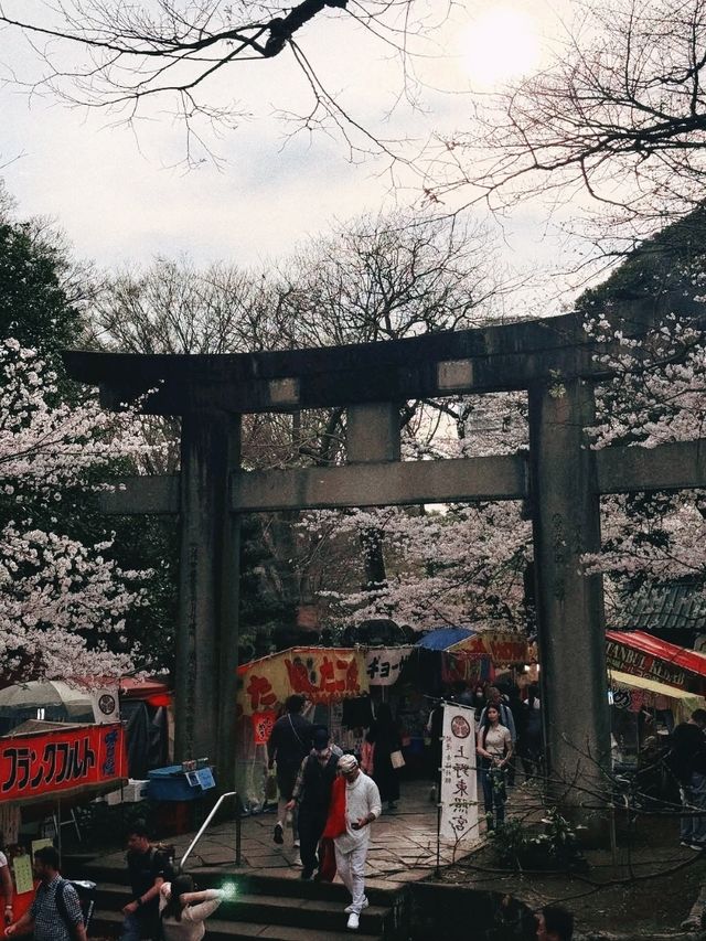 Ueno Park during sakura season