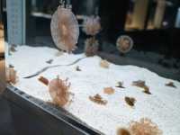ยก Aquarium มาไว้บนตึกบนใจกลางเมือง Sapporo 
