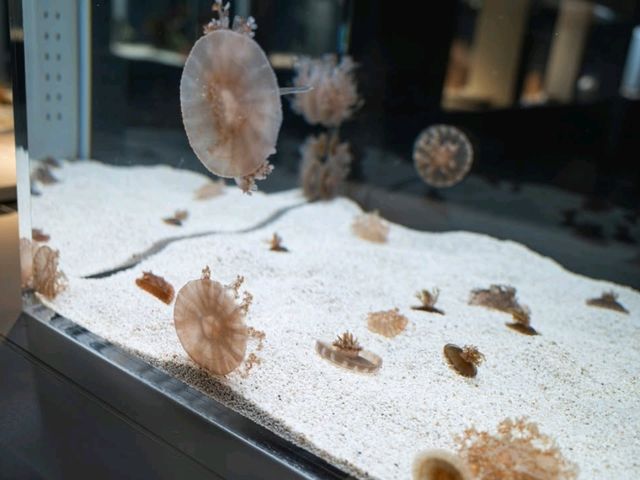 ยก Aquarium มาไว้บนตึกบนใจกลางเมือง Sapporo 