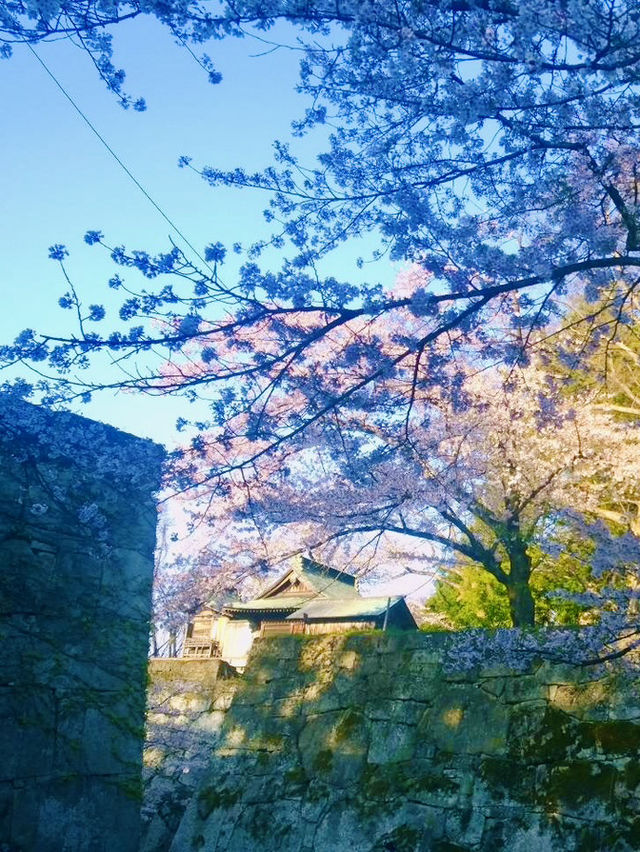 Tsuruga Castle – A Spring Icon of Aizuwakamatsu