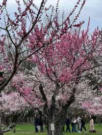 Sakura Blooming at Maruyama Park: A Springtime Escape