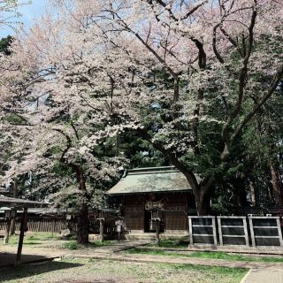 The Majestic Komagata Shrine and sakura