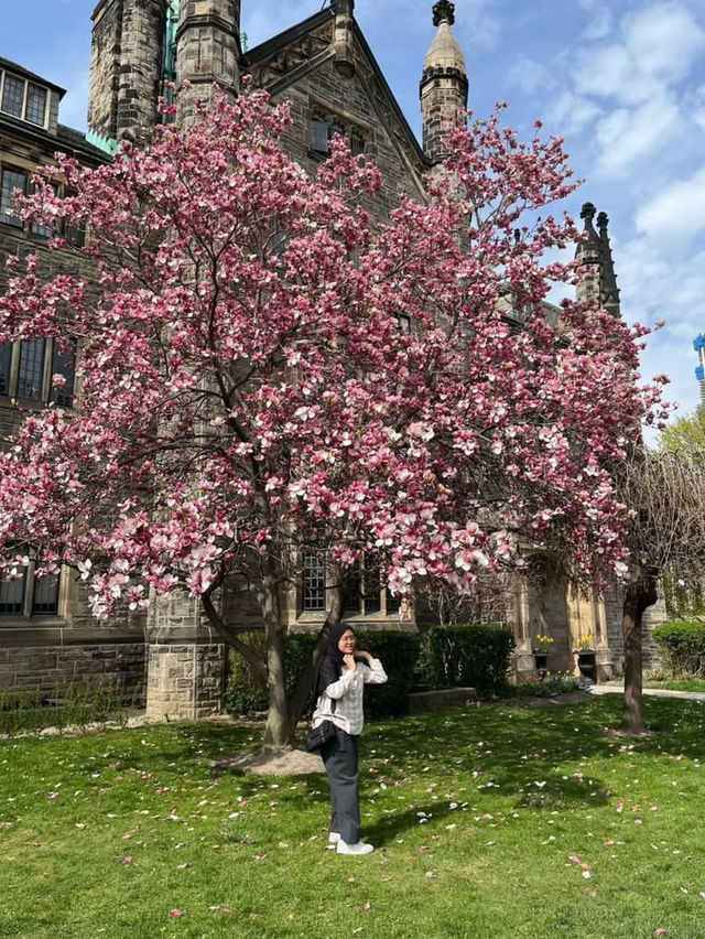 Magnolia