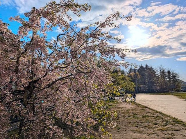 仙台最便捷的市區賞櫻景點---西公園