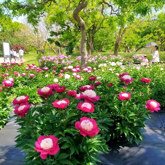 Green Escape in Osaka