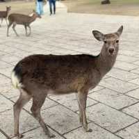 Just an Hour from Osaka: A Charming World of Deer, Temples & Tranquility