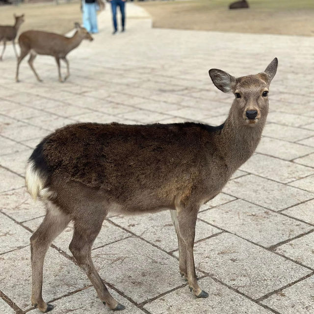 Just an Hour from Osaka: A Charming World of Deer, Temples & Tranquility