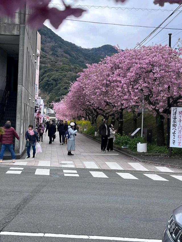 kawazu sakura