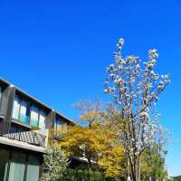 Why I Love Spring in Melbourne