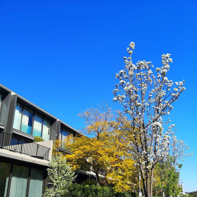 Why I Love Spring in Melbourne