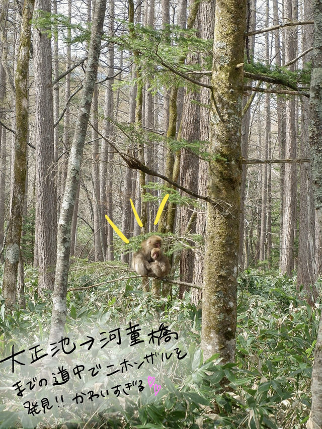 今年の夏絶対行って欲しい、上高地！！！🏔️